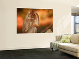 Long-Tailed Macaque