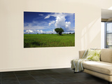 Rice Plantation
