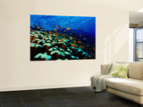 School of Anthias over Brain Coral - Red Sea  Ras Mohammed National Par