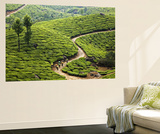 Tea Plantation Workers with Day's Harvest in Bags on their Heads