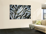 Sardines at the Fish Market