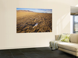 Feather on Cracked Playa of Alvord Desert
