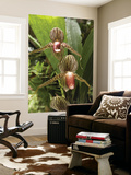 Rotschilds Slipper Orchid (Paphiopedilum Rothschildianum)