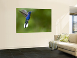 Violet Sabrewing (Campylopterus Hemileucurus)
