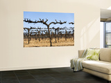 Vineyard Grape Vines