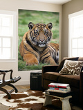 Young Tiger