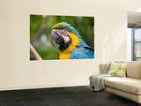 Macaw