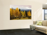 Autumn Yellow Aspens with Snowcapped Fjells in Background