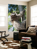 Sloth Living in Parque Centenario