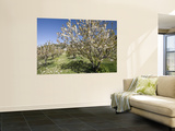 Cherry Trees Flowering in Springtime