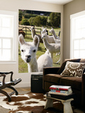 Alpacas on Farm