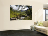 Forest and River in Summer