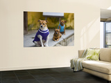 Dogs Wearing Outfits
