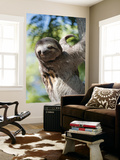Sloth Living in Parque Centenario