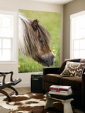 Shetland Pony at Gott Farm