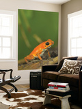 Strawberry Poison Frog (Dendrobates Pumilio)