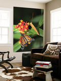 Butterflies Including Monarch Butterfly (Danaus Plexippus)