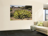Flowering Desert Cactus in Harraz Mountains