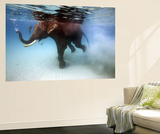 Elephant 'Rajes' Taking Swim in Sea