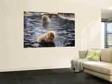 Snow Monkeys (Japanese Macaque) in Jigokudani Yaen-Koen Hot Spring