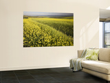 Rape Crop Flowers in Springtime in Northwestern Jaen Province