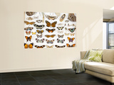 Butterfly Collection at Finca Hartmann