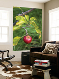 Apple Hanging from Orchard Tree  Huon Valley
