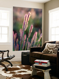 Grass Seed Heads