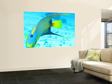 Queen Angelfish (Holacanthus Ciliaris)  Paradise Reef