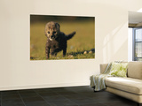 View of a Rare King Cheetah
