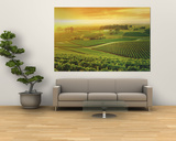 Vineyard  Hunter Valley  Australia