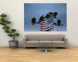 A Group of Northern American Bald Eagles Sit on a Trees Sparse Perches