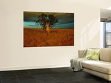 A Boab Tree