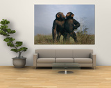 A Pair of Orphan Chimpanzees