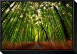 The Bamboo Forest