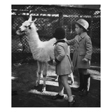 Vogue - November 1934 - Llama in a Petting Zoo