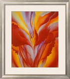 Red Canna