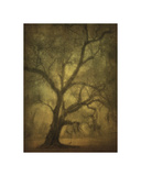 Avery Island Oaks  Study 12