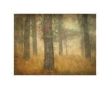 Oak Grove in Fog  Study 26