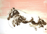 Galop