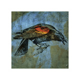 Red Wing Blackbird No 1