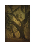 Avery Island Oaks  Study 2