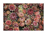 Succulents