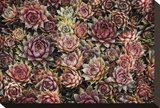Succulents