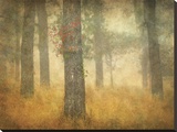 Oak Grove in Fog  Study 26