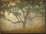 Oak in Fog Study 13