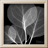 Eucalyptus Close Up Black and White