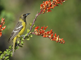 Scott's Oriole  Cochise Co  Arizona  Usa