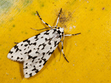 Arctriinae Moth  Mindo  Cloud Forest  West Slope of Andes  Ecuador