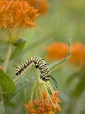 Butterfly Weed a Kind of Milkweed  Prairie  Jenson Lake Park  Eagan  Minnesota  Usa